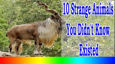 Top 10 Strange Animals You Didnt Know Existed Youtube