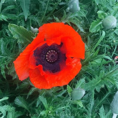 How To Grow Poppies 8 Tips For Growing Poppies Growing In The Garden