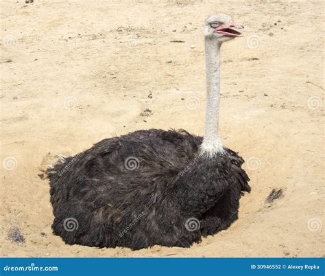 Ostrich Struthio Camelus Stock Photo Image Of Curious 30946552