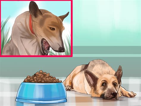 How to avoid pregnancy after 15/20 days. 4 Simple Ways to Tell If a Dog Is Pregnant - wikiHow