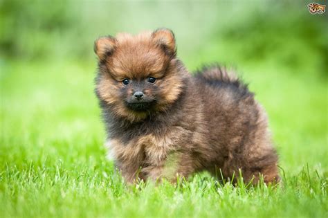 Pomeranian Dog Breed Facts Highlights And Buying Advice