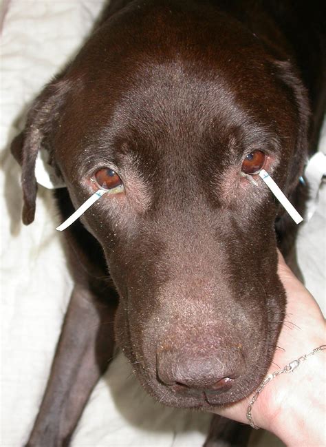 A Clinical Case From The Archives 29102005 Veterinary Ophthalmology