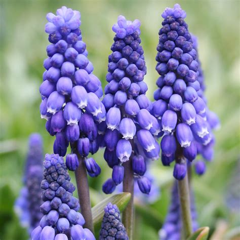 Top 12 True Blue Flowers Muscari Hyacinths Iris Allium