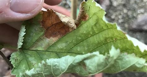 Hazelnut Leaves Withered Possible Disease Heat And Or Insect Damage