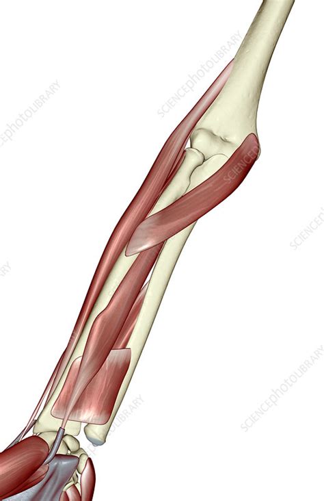 Muscles Of The Lower Arm Stock Image F0020376 Science Photo Library