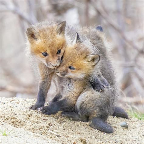 Red Fox Kits Photograph By Jim Block Pixels