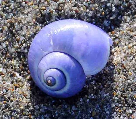 Your Week In Ocean Purple Snails Ride Warm Blob To Local Shores