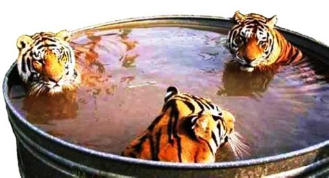 Tapi itu tidak selalu, terkadang mimpi tentang emas juga. SUMPAHAN TOK KADOK: LAGENDA KOLAM BUAYA EMAS.