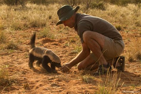 Our Honey Badger Film Is Breaking Nat Geo Wilds Ratings Records Behind The Scenes Earth