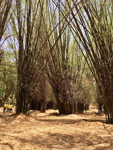 Bamboo Grove Cubbon Park Bangalore India It Was Amazing To See