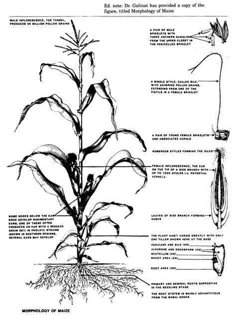 Morphology Of Maize Tree Drawing Study Biology Morphology