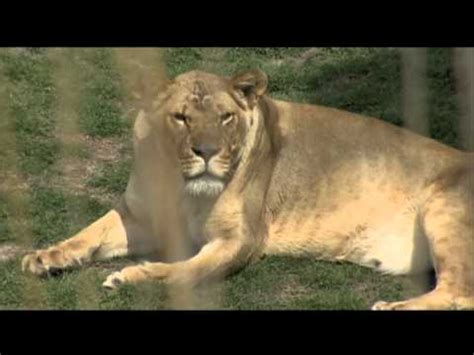 Here is what we know so far. Merrkat and Pregnant Lion - YouTube