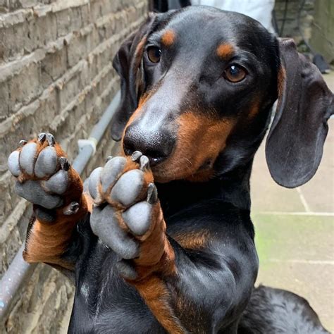 A Dachshund Dog With His Paws In The Air