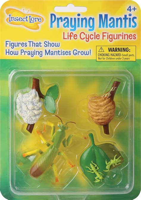 Insect Lore Life Cycle Stages Praying Mantis Set Of 4