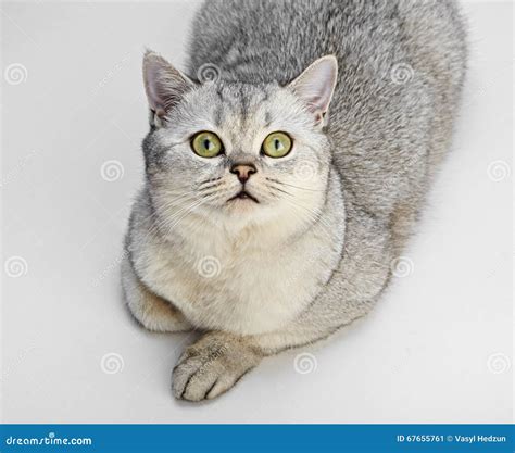 Gray British Shorthair Stock Image Image Of Breed Kitten 67655761