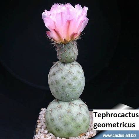 Tephrocactus Geometricus Opuntia Geometrica 5 Seeds Cactus House