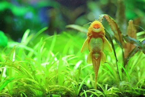 10 Best Algae Eaters For Freshwater Aquariums Aquarium Co Op Aquarium