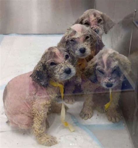 Abandoned Furless Puppies Give Rescuers Incredible Surprise When Their