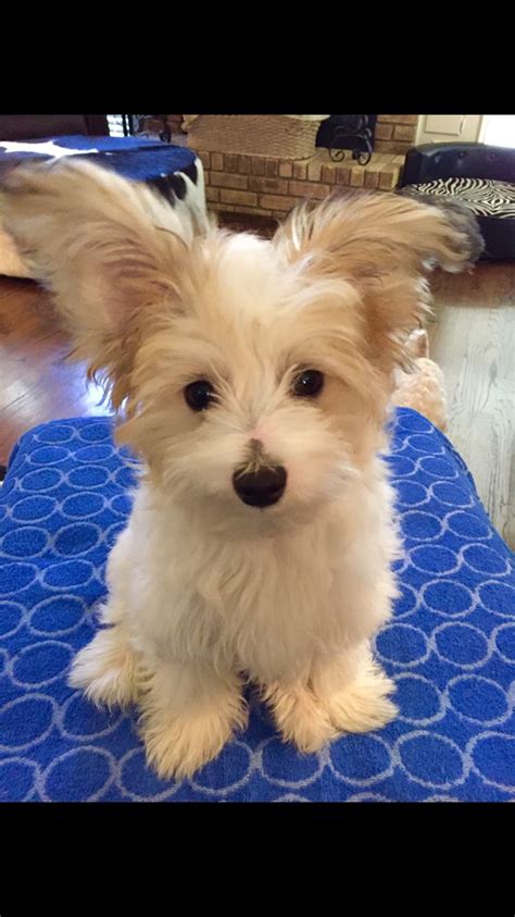 Maltese huntsville, i own a 8 week old female malitillion puppy (maltese papillon mix puppies) that is certainly needing adopted. 20 best Papillion-Maltese Mix puppies and assorted Puppy ...