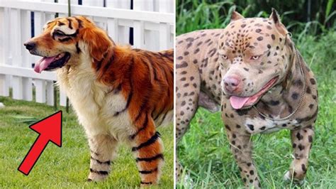 Neues aus der welt (originaltitel: Les races de chiens les plus intelligents - Wizzelite