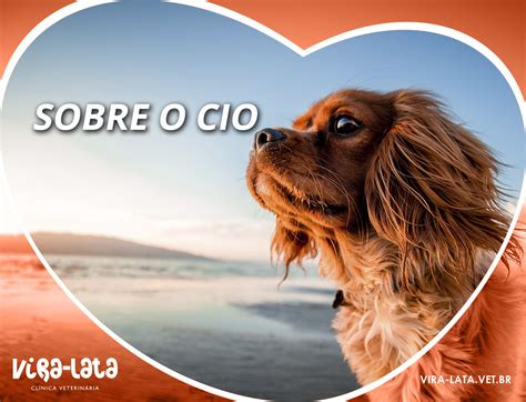 Quanto Tempo Dura O Cio De Cachorra