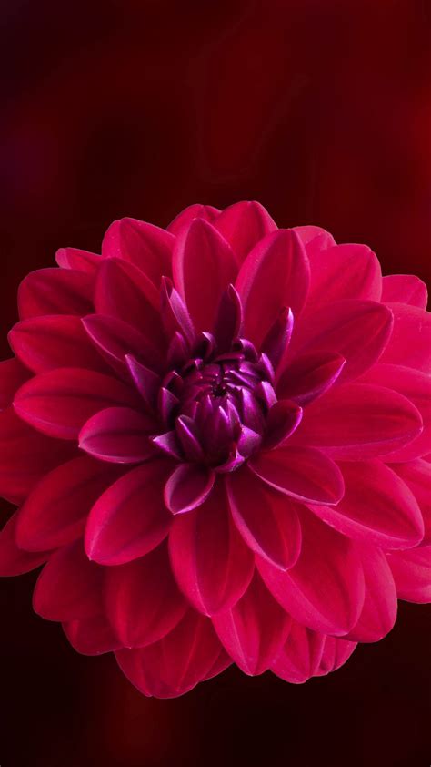 1080x1920 Pink Dahlia Flower Iphone 76s6 Plus Pixel Xl One Plus 3