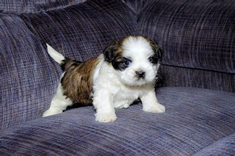 Cute White And Brown Shih Tzu Puppy On Blue Couch Stock Image Image