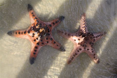 Protoreaster Nodosus Protoreaster Nodosus Knobbly Sea Star Marine