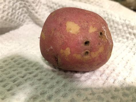 Shallow Blackened Holes On Potato S Exterior