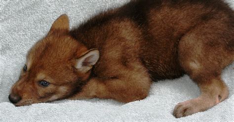 Red wolf pups to be named at zoo Saturday