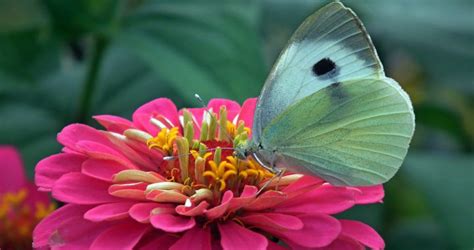 Top 10 Flowers That Attract Butterflies And Hummingbirds