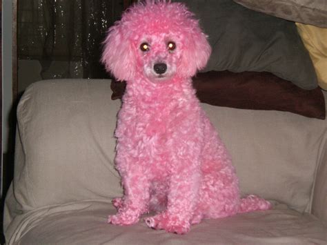 Pink Poodle Dog Grooming Pink Dog Pink Poodle