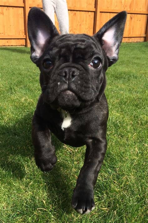 Come to visit our family raised bulldog puppies today. French Bulldog Male Black / Brindle - Full KC | Widnes ...