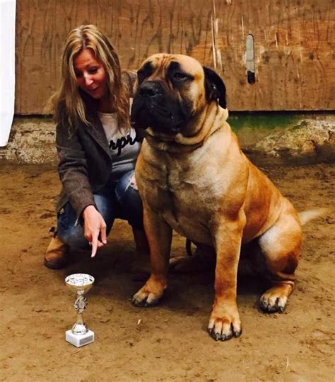 Do you know what such a dog's temperament would be like? Crazy Wolf of Blygedacht | Bull mastiff dogs, South ...
