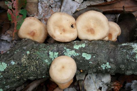 Yes, you can use our website as a mushroom identification app. A few Florida mushrooms - Mushroom Hunting and ...