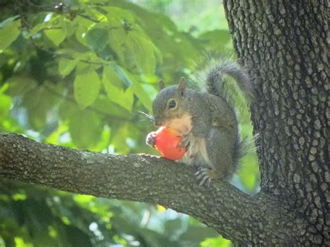 Despite their large size, these bright green caterpillars can easily hide among tomato leaves, staying out of. A Squirrel Eats a Tomato | Nature Photo Gallery