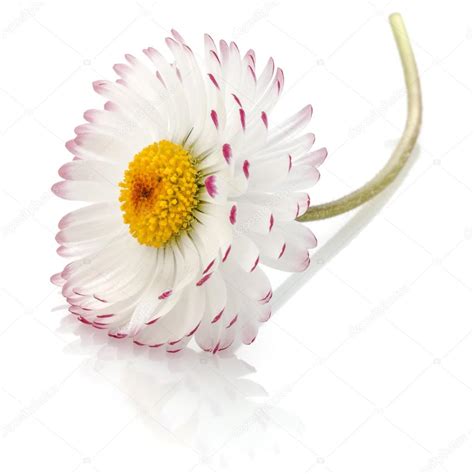 Beautiful Single Daisy Flower Isolated Stock Photo Natika