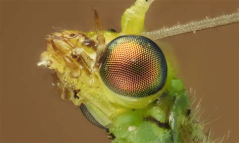 Do Lacewings Bite Dangerous Wildlife Welcome