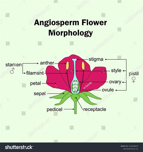 Educational Illustration Angiosperm Flower Morphology Stock Stock