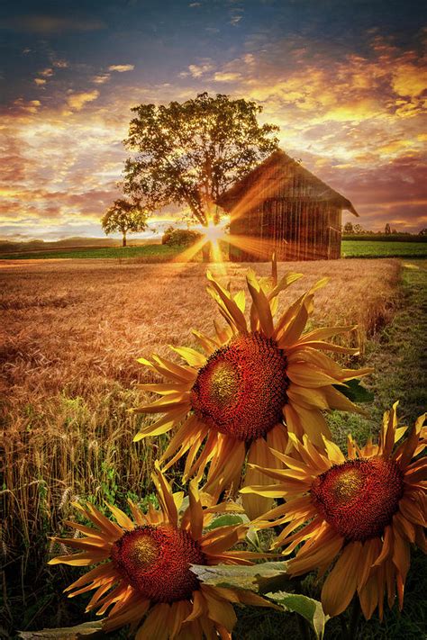 Sunflower Evening Photograph By Debra And Dave Vanderlaan Fine Art