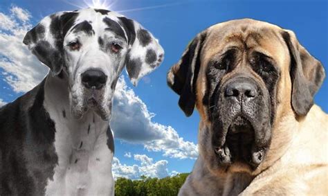 And while any breed can get fat, some breeds are predisposed to putting on extra pounds. Largest dog breeds in the world, world's tallest, heaviest ...