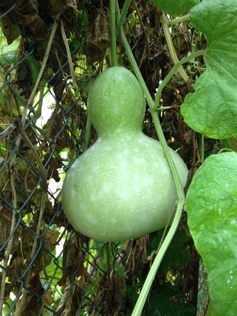 Pin on Tropica Mango Rare and Exotic Fruit Nursery