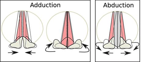 4 Schematic Representation Of The Abduction And Adduction Of The Vocal