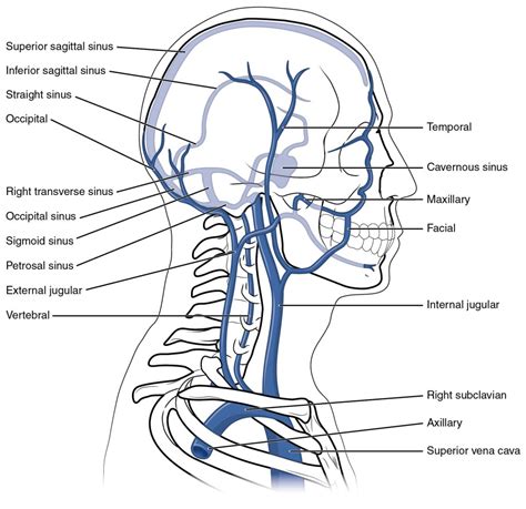 Arteries In Neck Diagram Head And Neck Anatomy Muscles Blood Supply Diagrams Free This