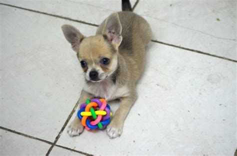 Chihuahua Puppy C Free Stock Photo Public Domain Pictures