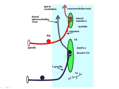 These fibers originate in the nucleus cuneatus of the medulla oblongata and enter the cerebellar hemisphere on the same side through the inferior cerebellar peduncle. A brief description of the Spinocerebellar Tracts - YouTube