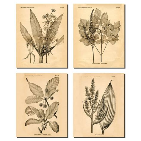 Popular Old Fashioned Plant Botanical Prints Four 8x10in Poster Prints
