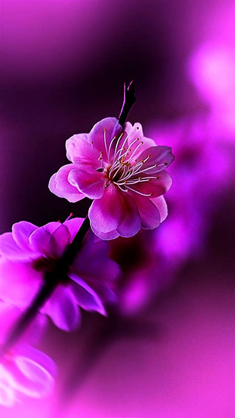 Find the best beautiful wallpapers for mobile phone on getwallpapers. http://www.vactualpapers.com/gallery/spring-flowers-mobile ...