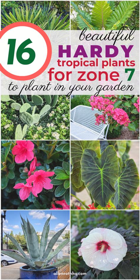 Looking For The Best Tropical Plants For Zone 7 Want To Improve Your