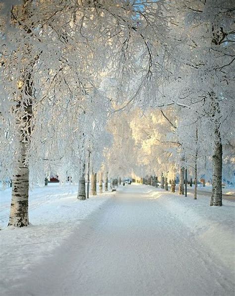 Gorgeous View Of Snow Falling Full Dose Winter Landscape Winter